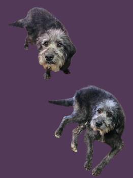 Poodle Dogs Available for Adoption - Kate | PetCurious