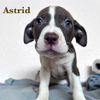 Rescue American Staffordshire Terrier Dogs for Adoption in Spring, Texas - Astrid | PetCurious