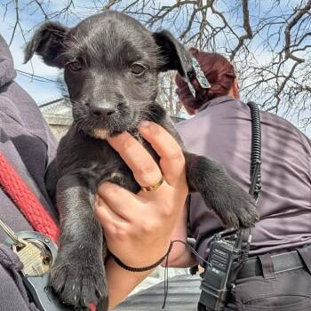 Black Labrador Retriever and Mixed Breed Dogs Available for Adoption - Beads | PetCurious