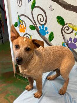 Australian Cattle Dog Blue Heeler Dogs Available for Adoption in Brookhaven, Mississippi - Kit 26 | PetCurious