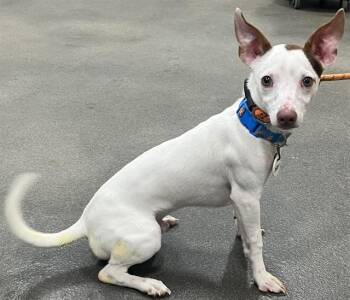 POQUITO -  Portuguese Podengo Dog Available for Adoption - POQUITO | PetCurious