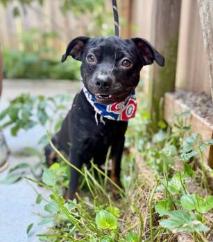 Roman -  Chihuahua and Mixed Breed Dog for Adoption in Ellijay, Georgia - Roman | PetCurious