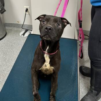 Rescue Mixed Breed Dogs for Adoption in Batavia, Ohio - Haven | PetCurious