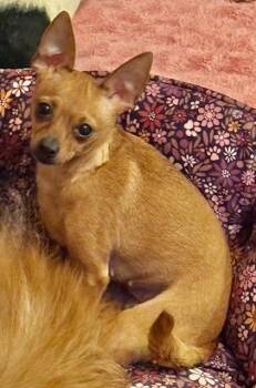 Rescue Chihuahua Dogs for Adoption in Tifton, Georgia - JillyBeans | PetCurious