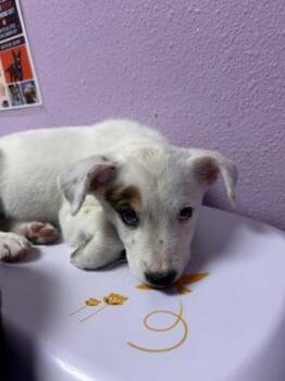 61384840 -  Mixed Breed Dog for Adoption in El Paso, Texas - 61384840 | PetCurious