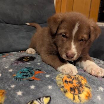 Mixed Breed Dogs Available for Adoption - Lionel | PetCurious