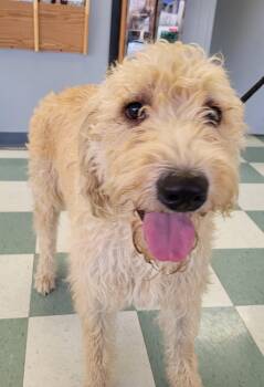 Lucy 51 -  Labradoodle Dog for Adoption in Killingworth, Connecticut - Lucy 51 | PetCurious