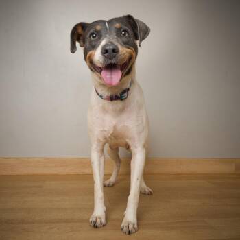 Katniss D69753 -  Australian Cattle Dog Blue Heeler and Mixed Breed Dog for Adoption in Minnetonka, Minnesota - Katniss D69753 | PetCurious