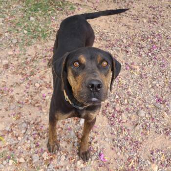 Rescue Black Mouth Cur Dogs for Adoption in Marfa, Texas - Buck | PetCurious