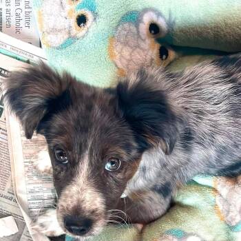 Eden CS -  Australian Shepherd Dog for Adoption in Columbia, Maryland - Eden CS | PetCurious