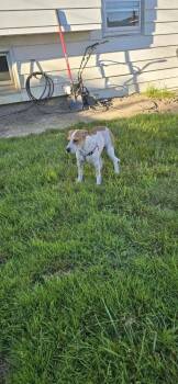Ripley -  Beagle Dog for Adoption - Ripley | PetCurious