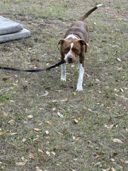 Tip -  American Bulldog and Mixed Breed Dog for Adoption in Gainesville, Florida - Tip | PetCurious