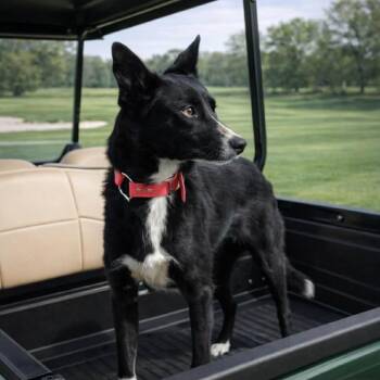 Boo -  Border Collie Dog for Adoption in Fayetteville, Georgia - Boo | PetCurious