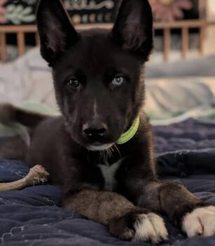 Popeye -  Husky and Akita Dog for Adoption in Richmond, Virginia - Popeye | PetCurious