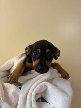 Brandy -  Mixed Breed Dog for Adoption in Honolulu, Hawaii - Brandy | PetCurious