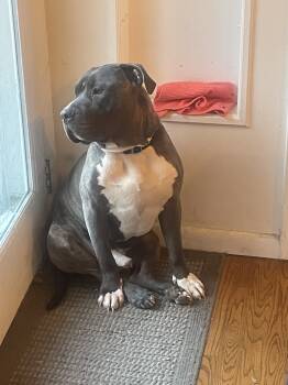 Dogs for Adoption - Mike | PetCurious