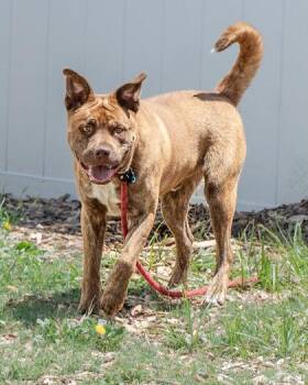 Mixed Breed Dogs Available for Adoption in Chamblee, Georgia - Woody | PetCurious