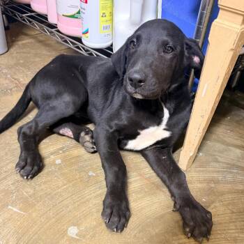 Felix -  Mixed Breed Dog for Adoption in Corinth, Mississippi - Felix | PetCurious