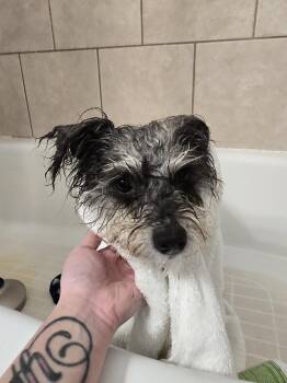 Poodle and Schnauzer Dogs Available for Adoption - Daffodil | PetCurious