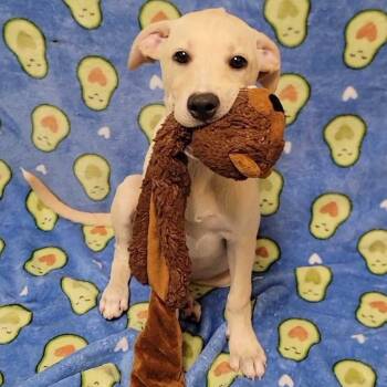 Shortcake -  Pit Bull Terrier and Mixed Breed Dog for Adoption in Buffalo, Minnesota - Shortcake | PetCurious