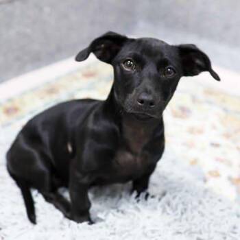 Chihuahua and Mixed Breed Dogs Available for Adoption in Atlanta, Georgia - Ebony | PetCurious