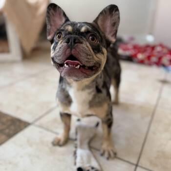 Rescue French Bulldog Dogs for Adoption in Las Vegas, Nevada - Subie | PetCurious