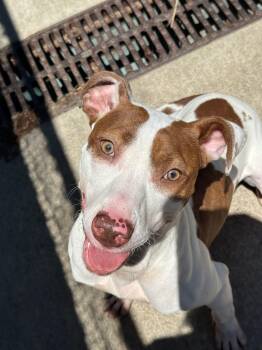 Pippet -  Pit Bull Terrier Dog for Adoption in Chicago, Illinois - Pippet | PetCurious