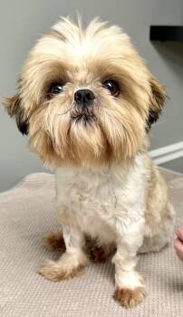Shih Tzu Dogs Available for Adoption - Howard | PetCurious