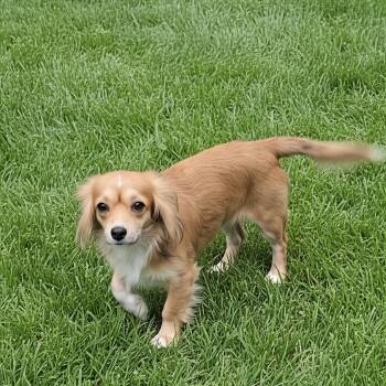 Cavalier King Charles Spaniel and Papillon Dogs Available for Adoption in Hawthorne, California - Checkers  | PetCurious