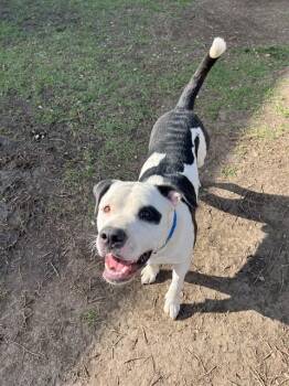 Pit Bull Terrier and Mixed Breed Dogs Available for Adoption in Riverside, California - BUGGY | PetCurious