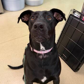 Lacy Nova -  Black Labrador Retriever Dog for Adoption in Warwick, Rhode Island - Lacy Nova | PetCurious