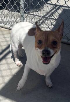 Jeff -  Chihuahua Dog for Adoption in Green River, Wyoming - Jeff | PetCurious
