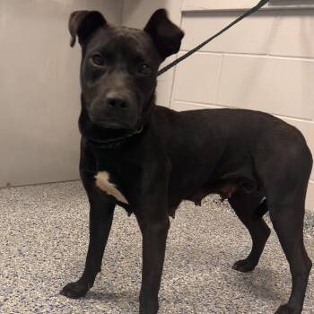 Lively -  Mixed Breed Dog for Adoption in Greenville, South Carolina - Lively | PetCurious