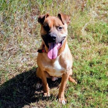 Rescue Pit Bull Terrier and Shar Pei Dogs for Adoption in Corsicana, Texas - Crue D47352 | PetCurious