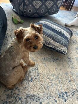 Wonton -  Yorkshire Terrier Dog for Adoption in Plymouth, Michigan - Wonton | PetCurious