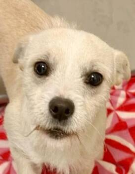 Chihuahua and Jack Russell Terrier Dogs Available for Adoption - Popcorn | PetCurious