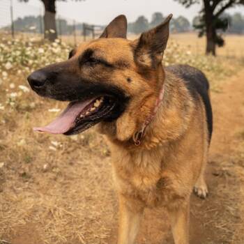 Gretel -  German Shepherd Dog Dog for Adoption in Portland, Oregon - Gretel | PetCurious