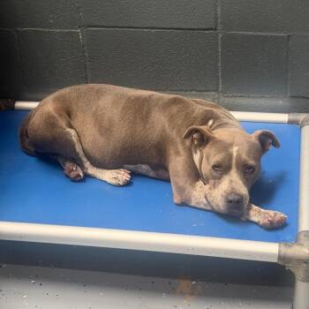 TUSC-Stray-85581 -  Pit Bull Terrier and Mixed Breed Dog for Adoption in Tuscaloosa, Alabama - TUSC-Stray-85581 | PetCurious