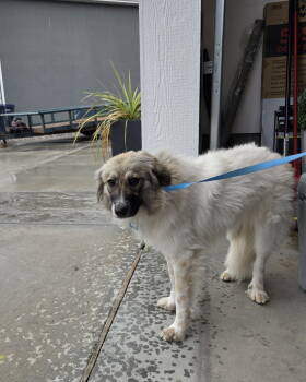 Rescue Great Pyrenees and Pomeranian Dogs for Adoption in Midway, Utah - Avery | PetCurious