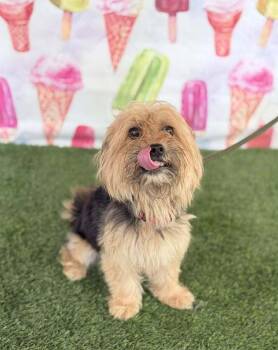 Cha Cha Slide -  Yorkshire Terrier Dog for Adoption in Wayne, New Jersey - Cha Cha Slide | PetCurious