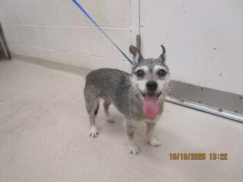 Venus (320) -  Terrier Dog for Adoption in Marietta, Georgia - Venus (320) | PetCurious