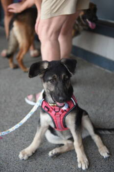 Rescue German Shepherd Dog Dogs for Adoption in Modesto, California - Liberty | PetCurious