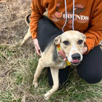 Rescue Mixed Breed Dogs for Adoption in Perryville, Arkansas - JAXON | PetCurious
