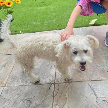 Terrier and Mixed Breed Dogs Available for Adoption in Houston, Texas - Buttercup | PetCurious