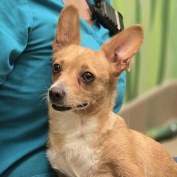 Cheddar -  Cardigan Welsh Corgi and Mixed Breed Dog for Adoption in Wickenburg, Arizona - Cheddar | PetCurious