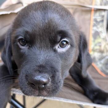 Mahogany -  Black Mouth Cur and Labrador Retriever Dog for Adoption in Krum, Texas - Mahogany | PetCurious