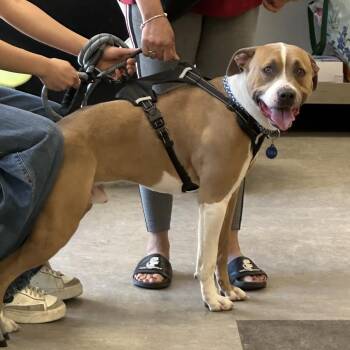 Pit Bull Terrier Dogs Available for Adoption in Philadelphia, Pennsylvania - Leo | PetCurious