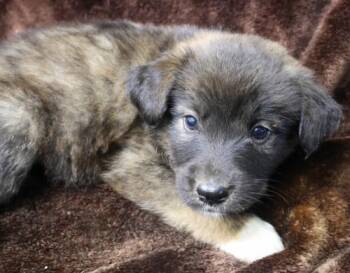 Storm -  Shepherd Dog for Adoption in Thief River Falls, Minnesota - Storm | PetCurious