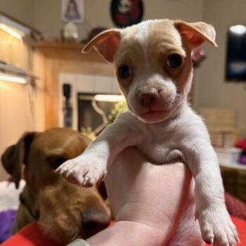 Chihuahua Dogs Available for Adoption in Manhattan, Kansas - SC-Daffodil | PetCurious