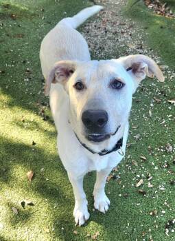 Shepherd Dogs Available for Adoption - Ramon | PetCurious